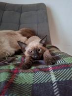 Super lieve Siamees / Ragdoll kittens, Dieren en Toebehoren, Meerdere dieren, Gechipt, 0 tot 2 jaar