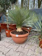 Yucca rostrata (zeer sterk ) exotisch, Tuin en Terras, Planten | Tuinplanten, Ophalen, Volle zon
