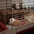 Twee cavia beren met grote kooi.160x60., Mei, Mannelijk, Cavia