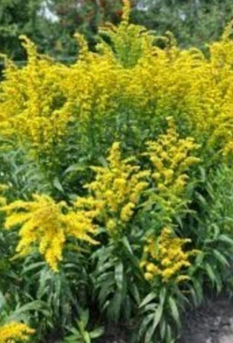 Guldenroede geel aanbieding nu 4 voor 5 euro, Tuin en Terras, Planten | Tuinplanten, Overige soorten, Halfschaduw, Zomer, Ophalen of Verzenden