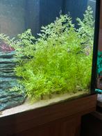 Aquarium planten stekje, Ophalen, Zo goed als nieuw, Plant(en), Steen of Hout