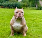 American Bully Pocket open for stud (dekreu), Dieren en Toebehoren, Honden | Dekreuen, Rabiës (hondsdolheid), Reu, Eén hond, 3 tot 5 jaar