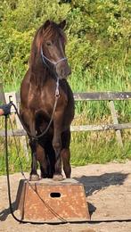 verzorger / bijrijder ijslandse merrie, Dieren en Toebehoren, Paarden en Pony's | Verzorgingsproducten, Ophalen, Gebruikt
