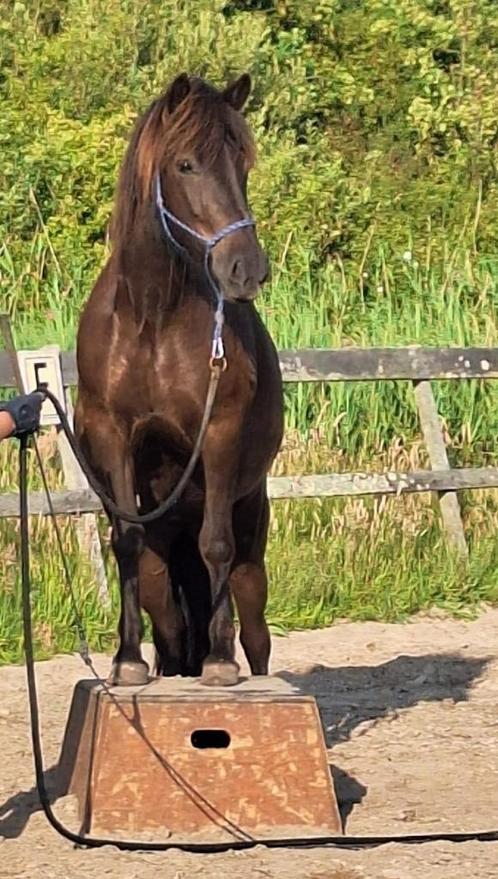 verzorger / bijrijder ijslandse merrie, Dieren en Toebehoren, Paarden en Pony's | Verzorgingsproducten, Gebruikt, Ophalen