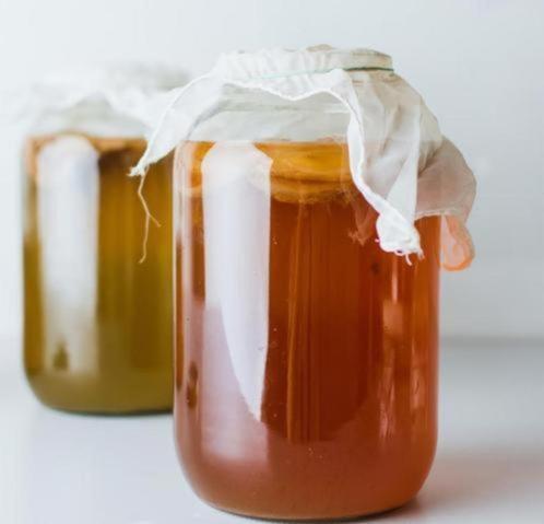 XL Kombucha scoby met startersvloeistof om direct te starten, Diversen, Levensmiddelen, Ophalen