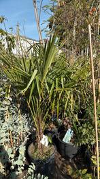 Palmen trachycarpus grote kluit goed vertakt winterhard, Vaste plant, Bloeit niet, Halfschaduw, Ophalen