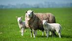 Rammen of ram lammeren gezocht, Dieren en Toebehoren, Schapen, Geiten en Varkens