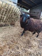 Ouessant ram, Dieren en Toebehoren, Schapen, Geiten en Varkens, Mannelijk, Schaap, 0 tot 2 jaar