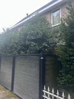 Mooie heg (niet hek) gratis af te halen, Tuin en Terras, Ophalen, Volle zon, Overige soorten, 250 tot 400 cm
