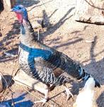 Kalkoen hen, Dieren en Toebehoren, Pluimvee, Vrouwelijk, Kalkoen