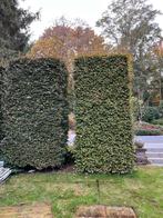 Beuken pilaren vierkant, Ophalen, Beukenhaag, 100 tot 250 cm