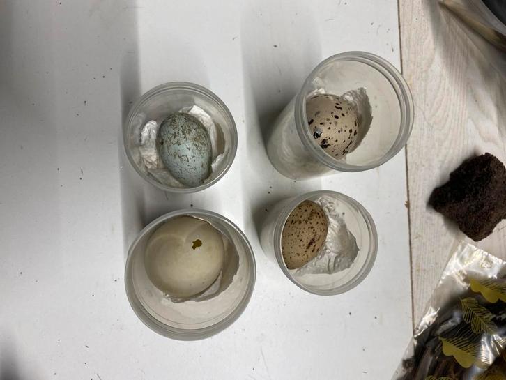 Vogeleieren, Verzamelen, Dierenverzamelingen, Zo goed als nieuw, Verzenden