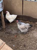 Kippen, Dieren en Toebehoren, Pluimvee, Vrouwelijk, Kip