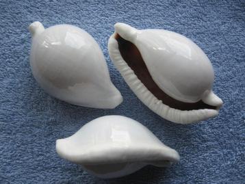 Schelpen: Ovula ovum L. f++/gem 70-80mm beschikbaar voor biedingen