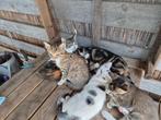 Kitten te koop, wit katertje nog beschikbaar., Dieren en Toebehoren, Katten en Kittens | Overige Katten, Kater, Kortharig, 0 tot 2 jaar