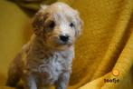 Mooie kruising labradoodle pups, medium., Nederland, Parvo, Overige rassen, 8 tot 15 weken