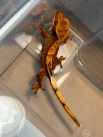 Leuke wimpergekko crested gecko te koop!, Dieren en Toebehoren, Reptielen en Amfibieën, 0 tot 2 jaar, Hagedis, Met terrarium