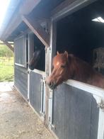 Gezocht hulp bij de paarden op vrijwillige basis, Dieren en Toebehoren, Ophalen, Nieuw