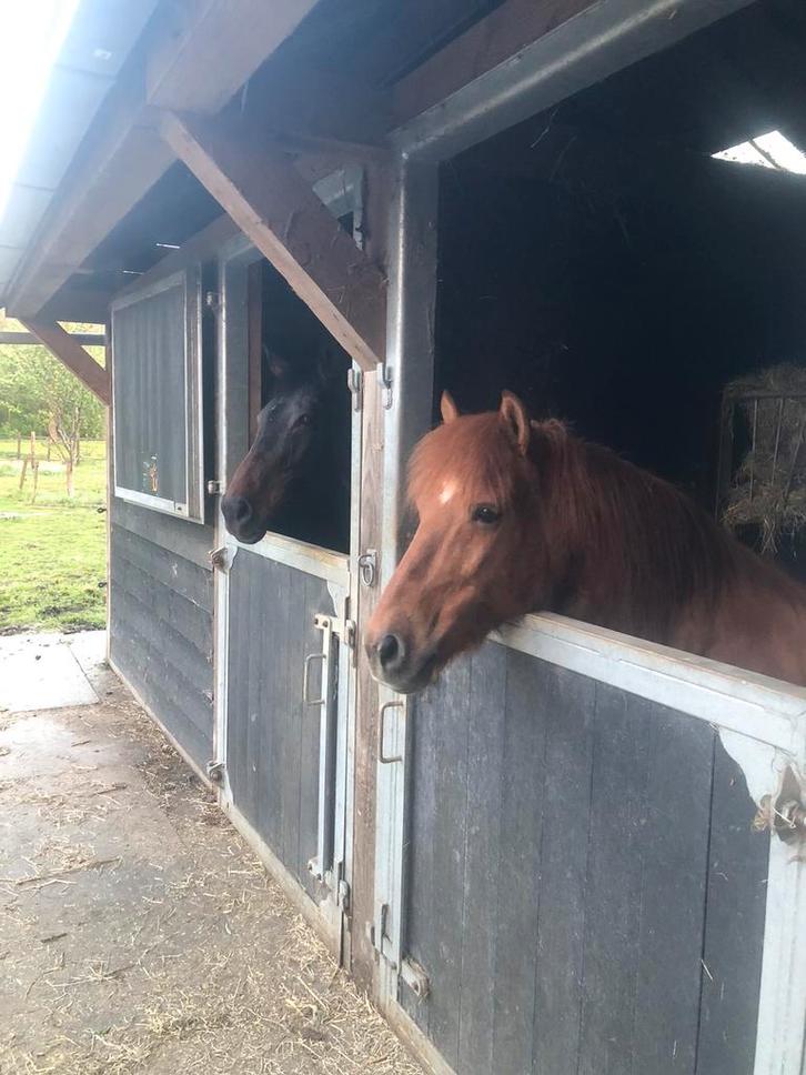 Gezocht hulp bij de paarden op vrijwillige basis, Dieren en Toebehoren, Paarden en Pony's | Verzorgingsproducten, Nieuw, Ophalen