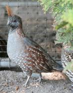 Gevraagd: koppel Douglas kuifkwartel, broedeieren ook goed., Dieren en Toebehoren, Meerdere dieren, Tropenvogel