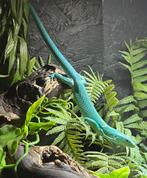 Gastropholis prasina kweektrio met terrarium, Hagedis, Met terrarium, 0 tot 2 jaar