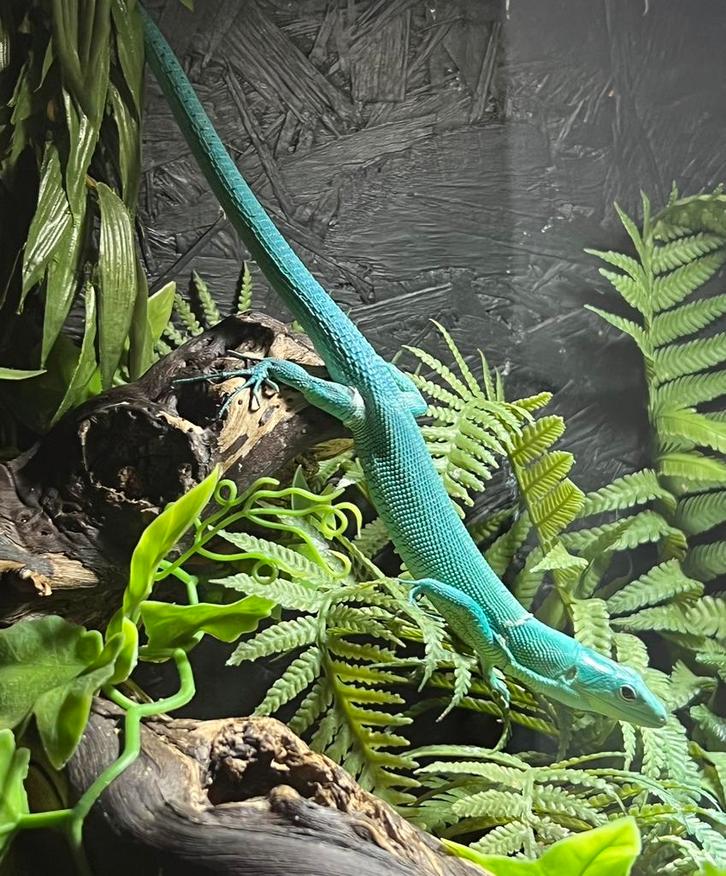 Gastropholis prasina kweektrio met terrarium, Dieren en Toebehoren, Reptielen en Amfibieën, Hagedis, 0 tot 2 jaar, Met terrarium