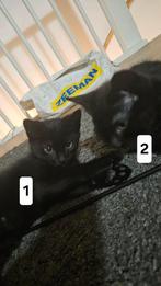 Adorable Kittens for Adoption – Must Go Together!, Kater