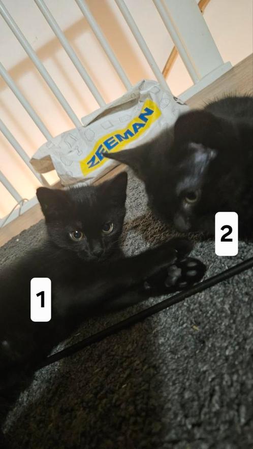 Adorable Kittens for Adoption – Must Go Together!, Dieren en Toebehoren, Katten en Kittens | Overige Katten, Kater