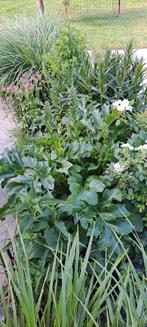 acantus mollis, Ophalen, Zomer, Overige soorten, Volle zon