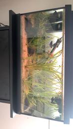 Mooi aqarium, Ophalen of Verzenden, Gevuld zoetwateraquarium