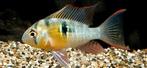 Boliviaanse antennebaars/Mikrogeophagus altispinosus, Dieren en Toebehoren, Vis