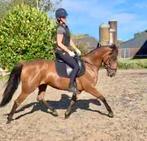Een allrounder lieve 6 jarige merrie, Dieren en Toebehoren, Paarden, Merrie, Gechipt, Zadelmak, 3 tot 6 jaar
