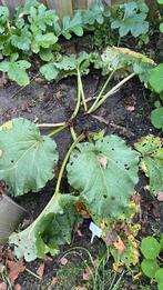 Rabarberplanten , 2 stuks, Tuin en Terras, Planten | Tuinplanten, Ophalen, Overige soorten, Volle zon