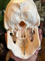 Prachtig anatomisch model menselijke schedel 1:1, Antiek en Kunst, Curiosa en Brocante, Ophalen of Verzenden
