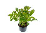Hortensia (Hydrangea) Bol, Schermbloem en Annabelle, Tuin en Terras, Planten | Tuinplanten, Halfschaduw, Zomer, Vaste plant, Overige soorten