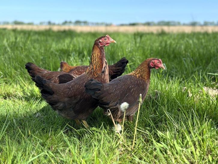 Jonge tamme Welsumer kriel kippen gesekst en ingeënt, Dieren en Toebehoren, Pluimvee, Kip, Vrouwelijk