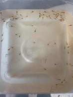 Baby guppies 24-7 geboren 15 voor €2,50, Ophalen, Zo goed als nieuw