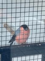 Noordse goudvink man winterhard eventueel buitenkooi, Dieren en Toebehoren, Mannelijk, Wildzangvogel