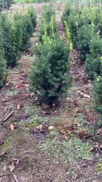 Sierheesters en coniferen, Tuin en Terras, Ophalen, Conifeer, 100 tot 250 cm