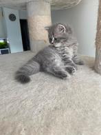 2 prachtige Britse korthaar kittens, Poes, Ontwormd
