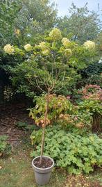 Witte Hortensia op stam 1.72 m, Tuin en Terras, Ophalen, Hortensia, Struik, 100 tot 250 cm