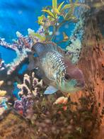 Mooie Electric Blue Acara (Andinoacara pulcher), Dieren en Toebehoren, Vissen | Aquariumvissen, Vis