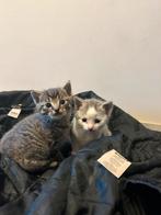 Lieve kittens. Te reserveren tot na zomer vakantie, Meerdere dieren, Kortharig, 0 tot 2 jaar