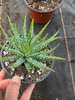 Alo humilis, Ophalen of Verzenden, Halfschaduw, Minder dan 100 cm