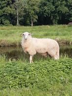Schoonebeker dekram, Dieren en Toebehoren, Schapen, Geiten en Varkens, Mannelijk, Schaap, 0 tot 2 jaar