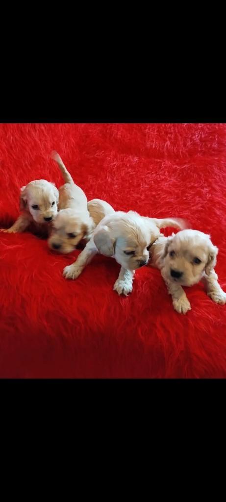 Kleine schattige baby's, Engelse Cocker Spaniels, Dieren en Toebehoren, Honden | Retrievers, Spaniëls en Waterhonden, Meerdere dieren