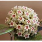 Hoya verticillata (fka wibergiae), Ophalen of Verzenden, Halfschaduw, Minder dan 100 cm
