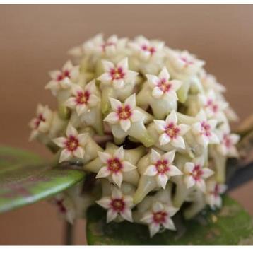 Hoya verticillata (fka wibergiae) beschikbaar voor biedingen