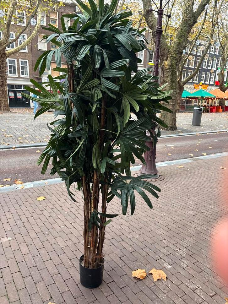 Mooie Palmboom voor Binnen of Buiten, Huis en Inrichting, Kamerplanten, Palm, 150 tot 200 cm, Groene kamerplant, Halfschaduw, In pot
