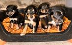 Prachtige kelpie puppy’s, Overige rassen, 8 tot 15 weken, Meerdere, Meerdere dieren